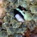 anemonefish_clarks_cr_hsb_r_v_0379_kom3380.jpg